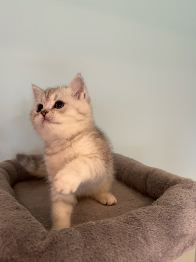 TICA registered British shorthair kittens for rehoming dans Chats et chatons à adopter  à Ville de Montréal - Image 4
