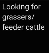 Looking for grassers/feeder cattle in parkland area