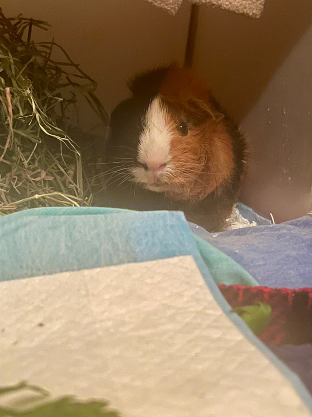 Guinea pigs to rehome in Small Animals for Rehoming in City of Halifax - Image 4