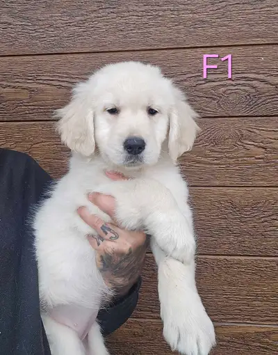 6 beau petit chiots Golden Retriever  a vendre, View more