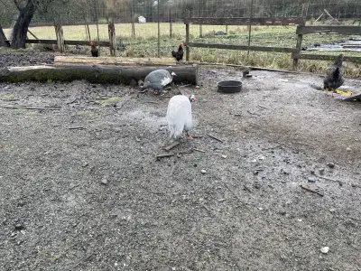 Six guinea fowl, males for Sale $25 each only seven months old