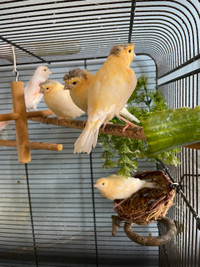 4 petits canaries en bonne santé 