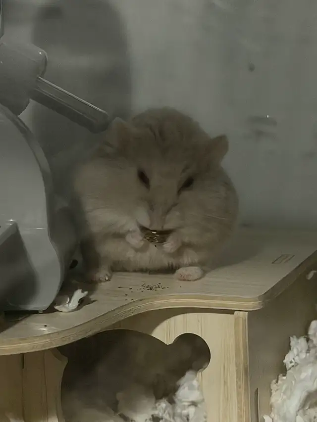 2 sister hamsters  and cage  in Small Animals for Rehoming in Hamilton - Image 2