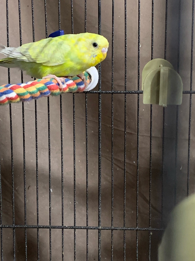 Fertile Budgies For Sale - males and females in Birds for Rehoming in Ottawa - Image 3