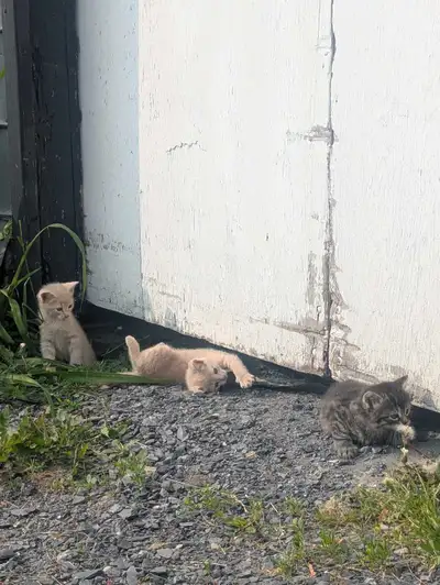 Chatons de ferme Deux mâles (roux et gris foncé) Deux femelles (rousse et grise pâle) De L'avenir J0...