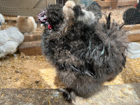 Frizzle Silkie rooster