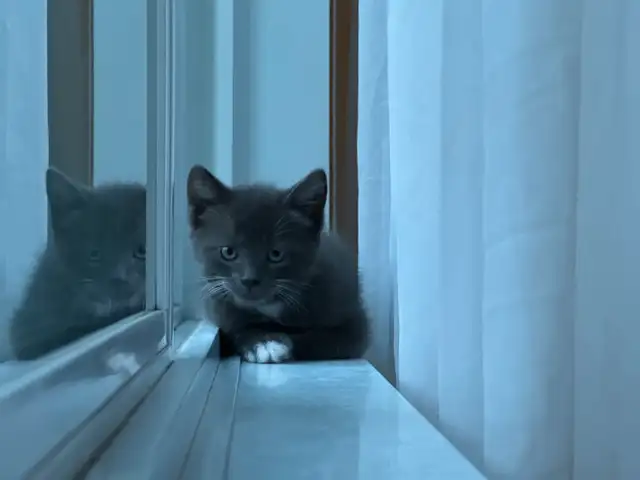 Kitten’s for sale in Cats & Kittens for Rehoming in Laval / North Shore - Image 3
