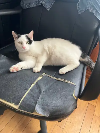 2 Male Cats, View more