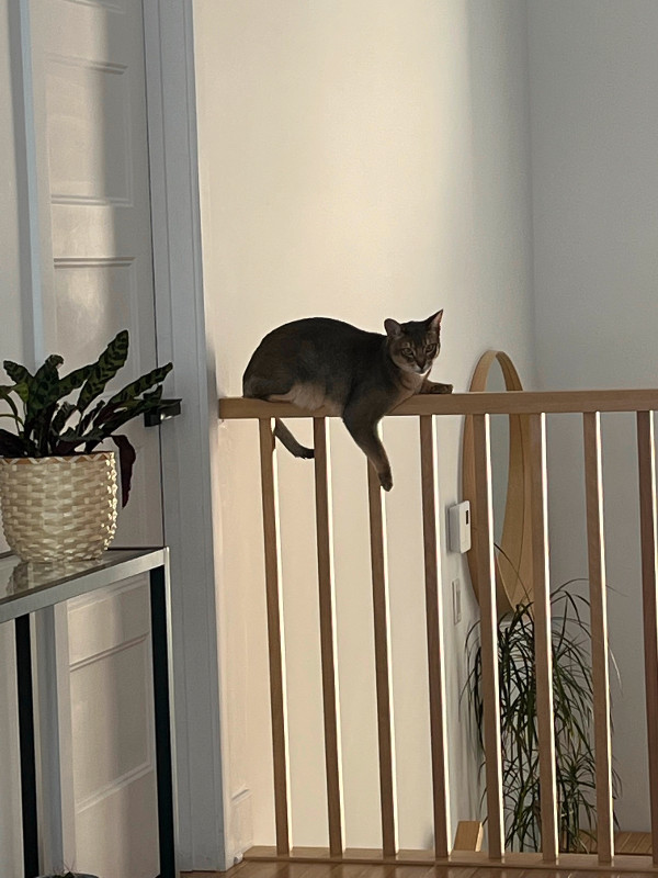 Chat Abyssin A Donner Chats Et Chatons A Adopter Laurentides Kijiji