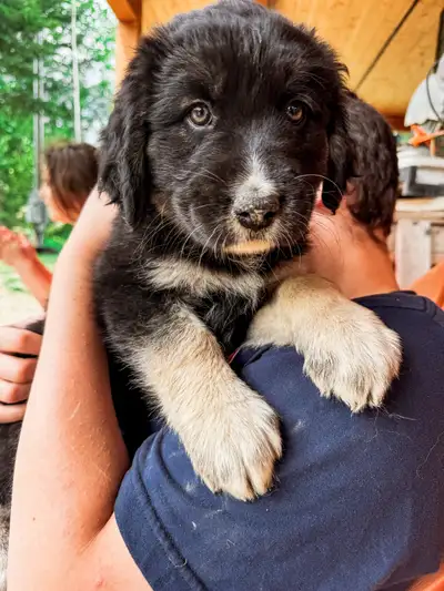 Livestock Guardian puppies, View more