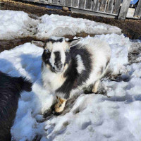 Goats and kids