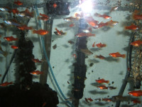 Various  - community tropical fish