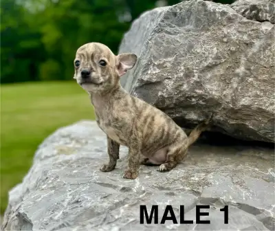 Chihuahua Terrier Puppy READY NOW, View more