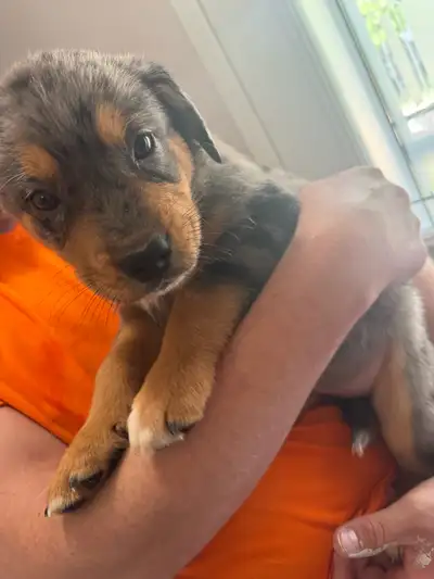Blue Heeler x American Bulldog Puppies, View more