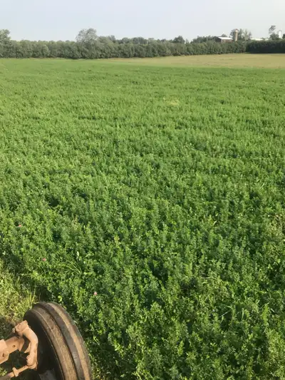 Looking for hay fields for rent (Standing hay), View more