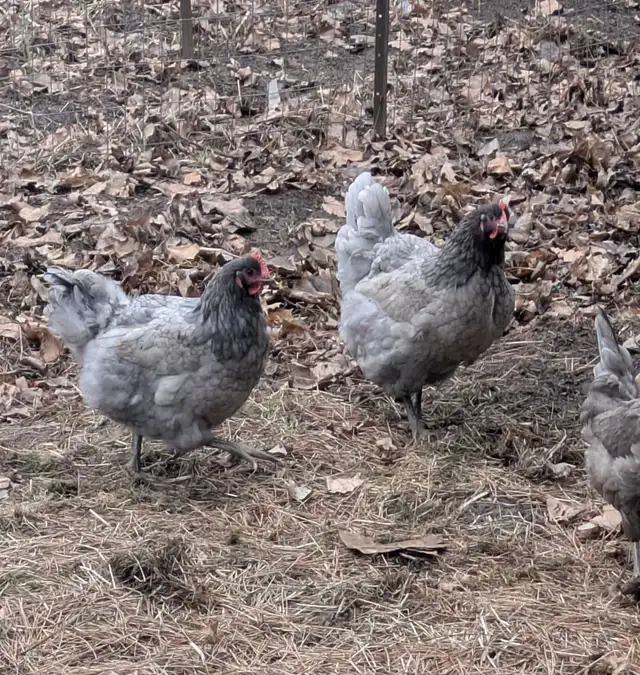 Purebred Jersey giants hatching eggs in Livestock in Hamilton - Image 3