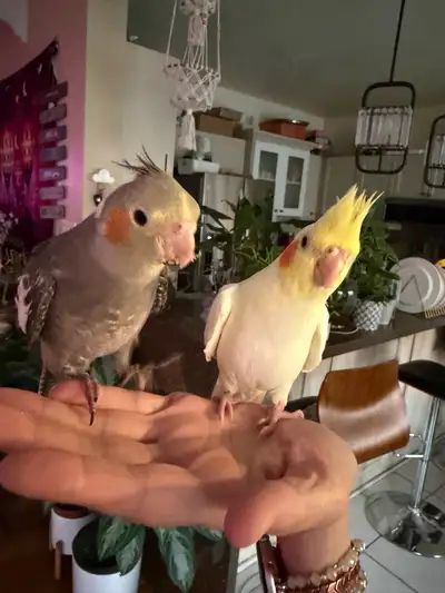 Baby cocktails , View more