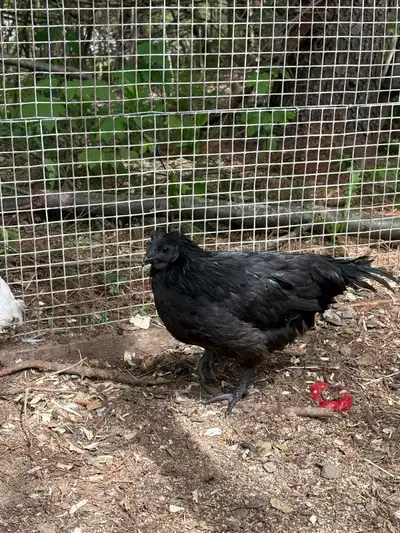 ayam cemani rooster, View more