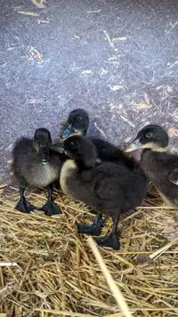 4 Ducklings 