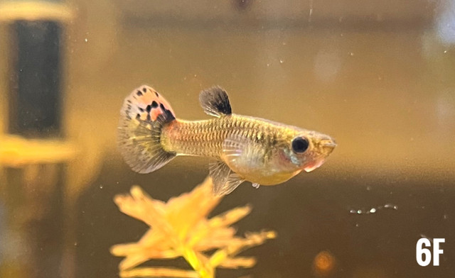 Beautiful guppies for sale in Fish for Rehoming in Longueuil / South Shore - Image 3