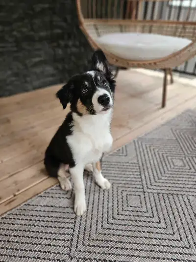 Registered Border Collie, View more