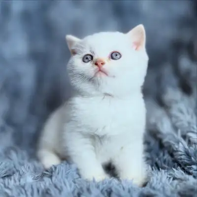 Lilac British Shorthair, View more