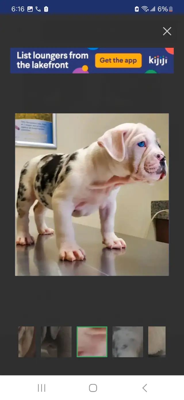 Olde English Bulldog Puppies in Dogs & Puppies for Rehoming in City of Toronto - Image 7