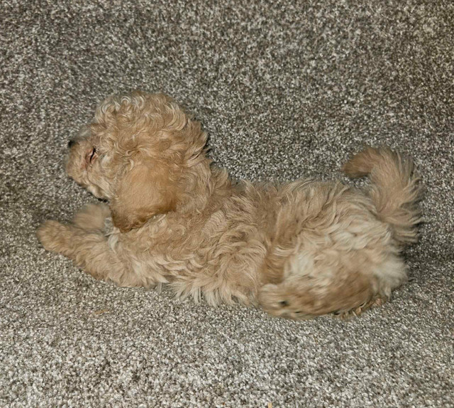 1male left Toy Poodle puppy in Dogs & Puppies for Rehoming in Hope / Kent - Image 2