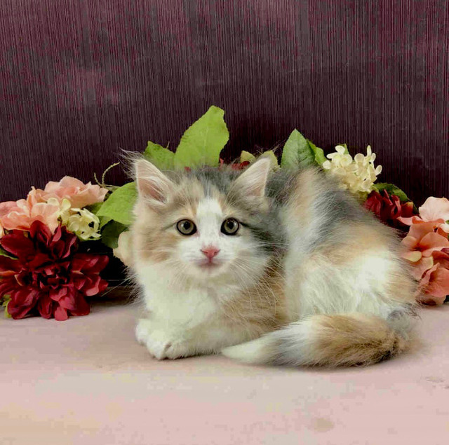 Cuddly Calico Maine Coon in Cats & Kittens for Rehoming in City of Toronto