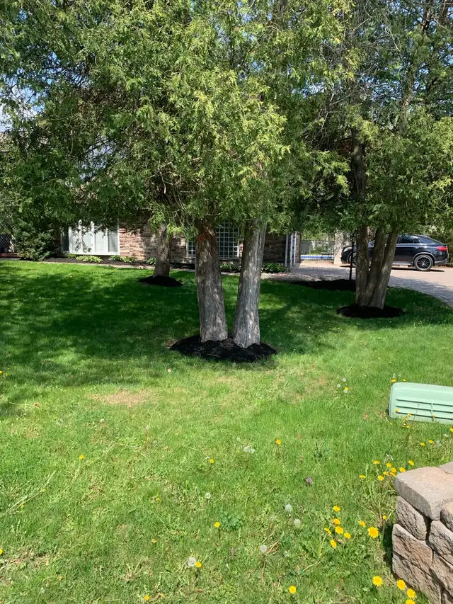 Yard Work Grass Cutting447398231178618884