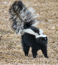 Affordable Skunk and Squirrel Removal