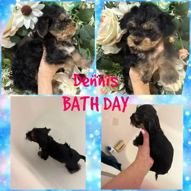 2 Yorkie/Biewer Pups Ready to Go in Dogs & Puppies for Rehoming in Markham / York Region - Image 8