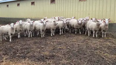 Ewe Lambs for Breeding., View more