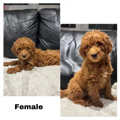 Mini red Goldendoodle puppies, View more