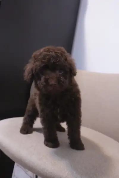  black and chocolate toy poodle , View more