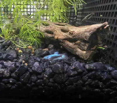 Metallic blue/koi mix half moon betta fish juveniles for sale roughly 6 weeks old $5 each, 1/2 inch...