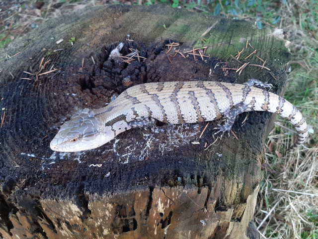 Merauke Blue Tongue Skinks  in Reptiles & Amphibians for Rehoming in Delta/Surrey/Langley