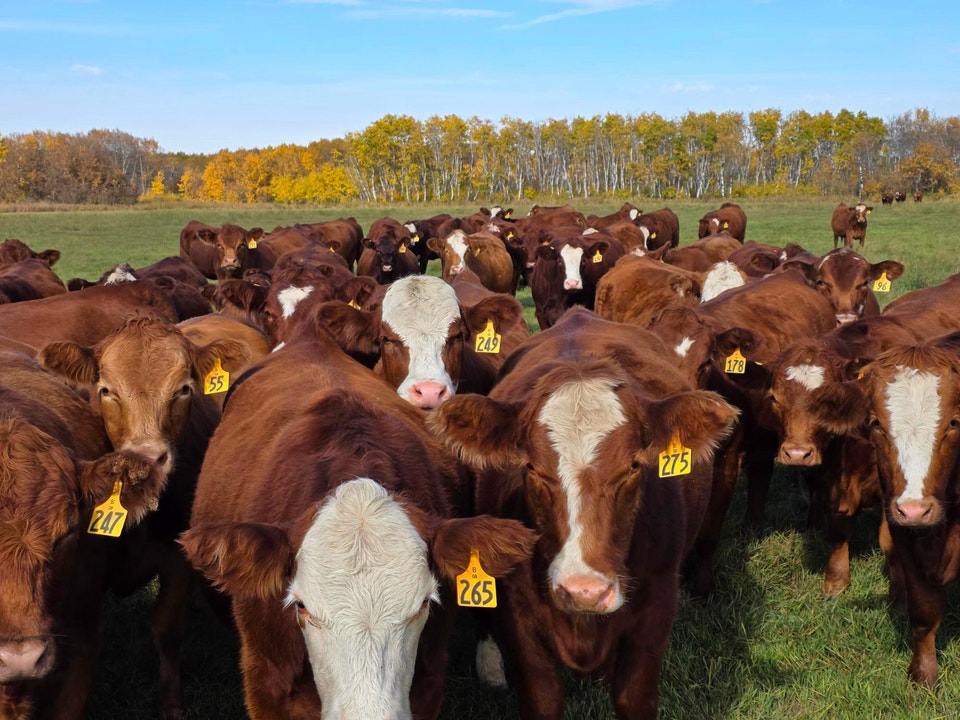 Premium Bred Heifers - Early Calving Simm-Angus Red & Red Baldy ...