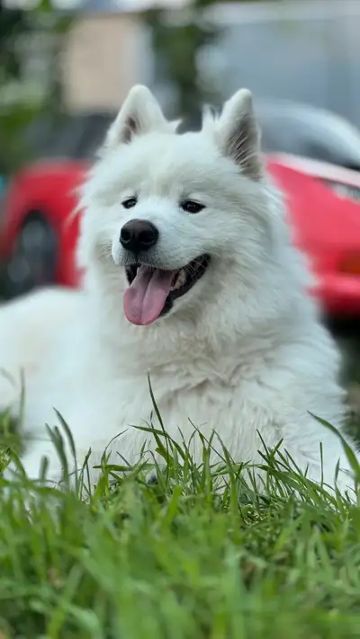 Samoyed 2yrs old, View more