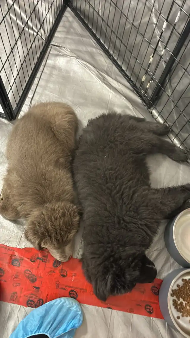 Chiots Terre-Neuve in Dogs & Puppies for Rehoming in City of Montréal - Image 8