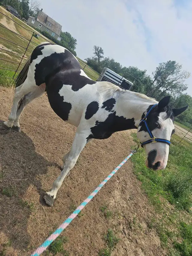 6 year old paint