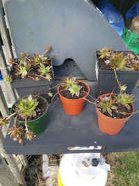 Hens and chicks $7.00 lrg $3.00 sm great ground cover