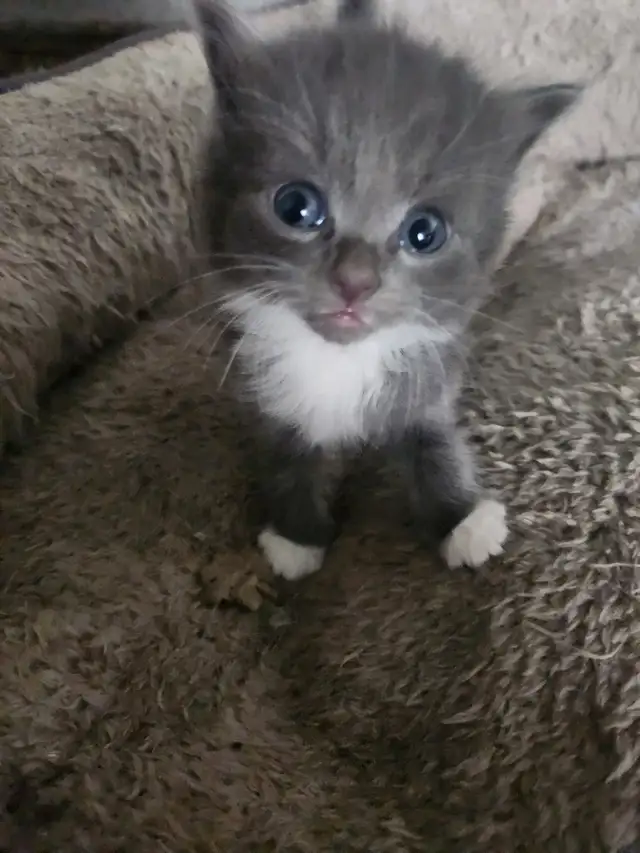 Farm Kittens ready to go! | Cats & Kittens for Rehoming | Strathcona ...