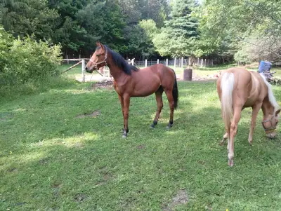 1 an pouliche quarter horse barils, View more