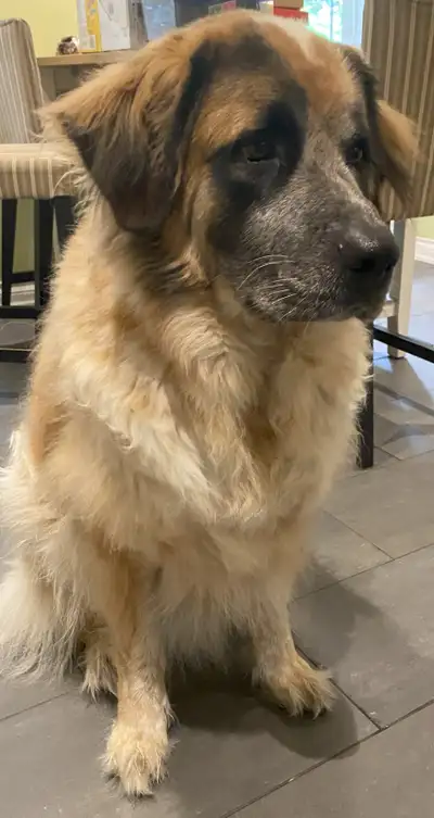  Loving St. Bernard Mix Needs a New Home – Meet Bear! , View more
