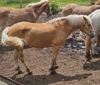 Haflinger mare 18yo for beginners / kids, View more