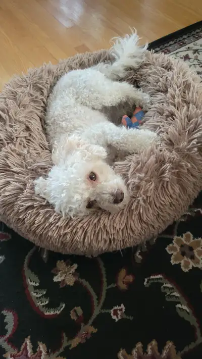 Toy Poodle in need of a loving home, View more