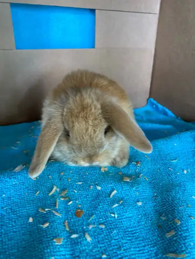  bébé lapin, Bélier hollandais femelle , View more