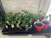 Rare - Kali Mirch Pepper Plants - Fundraiser