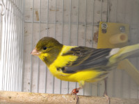 Spanish timbrados canaries